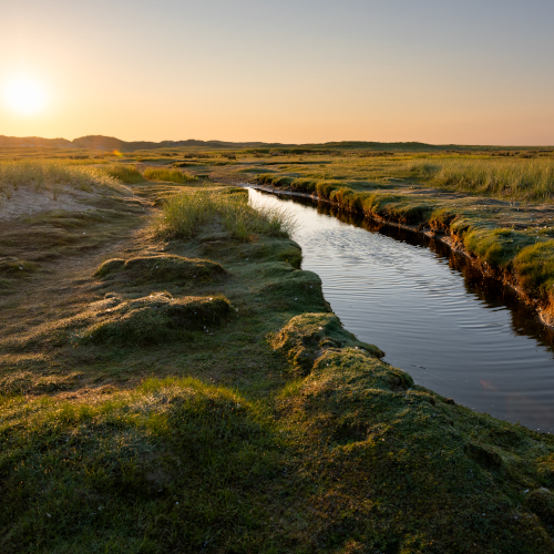 Salzwiesen auf dem Weg zum Wrack